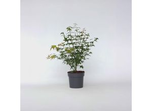 6097237298236 - Plant in a Box - Japanischer Ahorn - Acer palmatum Little Princess - Höhe 45-55cm - Topf 19cm