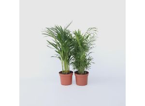 6097237330387 - Plant in a Box - Zimmerpalmen-Mix - 2 Stk - Chamaedorea Dypsis - Höhe 50-70cm - Topf 17cm