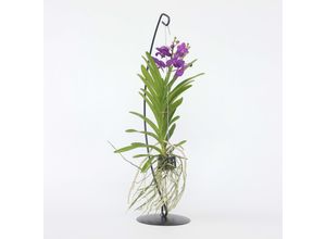 6097237484448 - Plant in a Box - Vanda-Orchidee - Vanda Blue - Höhe 45-55cm