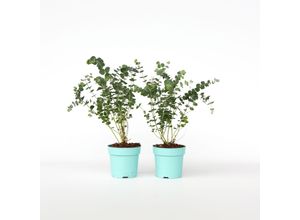 6097237529576 - Plant in a Box - Eukalyptus - 2 Stk - Eucalyptus pulverulenta Baby Blue - Höhe 35-45cm - Topf 15cm