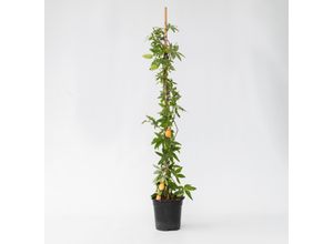 6097237826842 - Plant in a Box - Passionsblume - Passiflora caerulea - Höhe 110-120cm - Topf 17cm