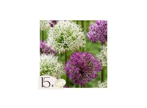 6097238093069 - Plant in a Box - Alliumzwiebeln - 15 Stk - Allium Purple White - Blumenzwiebeln - Lila 6097238093069 - Plant in a Box - Alliumzwiebeln - 15 Stk - Allium Purple White - Blumenzwiebeln - Lila