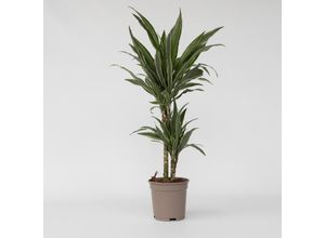 6097238433445 - Plant in a Box - Drachenbaum - Dracaena Deremensis Warneckei - Höhe 60-70cm - Topf 17cm