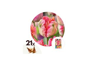6097238861897 - Plant in a Box - Tulpenzwiebeln - 21 Stk - Tulipa Apricot Parrot - Blumenzwiebeln - Rosa 6097238861897 - Plant in a Box - Tulpenzwiebeln - 21 Stk - Tulipa Apricot Parrot - Blumenzwiebeln - Rosa
