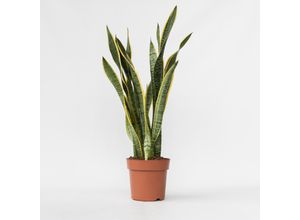 6097239153168 - Plant in a Box - Bogenhanf - Sansevieria trifasciata Laurentii - Höhe 65-75cm - Topf 21cm