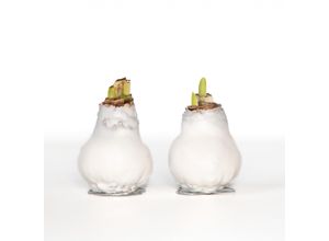 6097239299262 - Plant in a Box - Amaryllis - Hippeastrum Wax White - Zwiebel - Rote Blüten