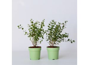 6097239687618 - Plant in a Box - Eukalyptus - 2 Stk - Eucalyptus Botanic Hearts - Höhe 35-45cm - Topf 15cm