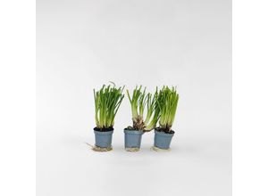 6097239990930 - Plant in a Box - Knobikraut - 3 Stk - Tulbaghia violacea - Höhe 15-25cm - Topf 9cm 6097239990930 - Plant in a Box - Knobikraut - 3 Stk - Tulbaghia violacea - Höhe 15-25cm - Topf 9cm