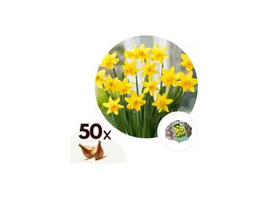 6097240622622 - Plant in a Box - Narzissenzwiebeln - 50 Stk - Narcissus Tête-à-Tête - Blumenzwiebeln - Gelb