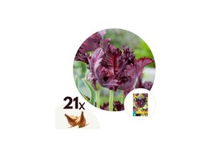 6097240890847 - Plant in a Box - Tulpenzwiebeln - 21 Stk - Tulipa Black Parrot - Blumenzwiebeln - Lila