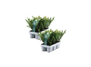 6097242353364 - Plant in a Box - Japanische Stechpalme - 12 Stk - Ilex crenata Jenny - Höhe 10-20cm - Topf 9cm