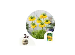 6097243038048 - Plant in a Box - Kaiserkronen - 3 Stk - Fritillaria lutea - Blumenzwiebeln - Gelb