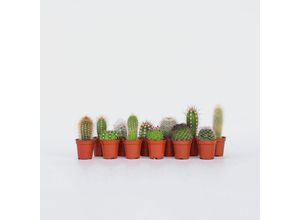 6097243291214 - Plant in a Box - Mini Kakteen - 12 Stk - Cactus - Höhe 5-10cm - Topf 6cm