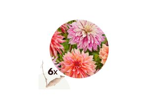 6097245495436 - Plant in a Box - Dahlien - 6er Set - Dahlia Labyrinth Labyrint Twotone - Dahlienknollen