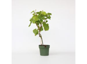 6097245766727 - Plant in a Box - Traubenpflanze - Vitis vinifera ‘Vanessa’ - Höhe 60-75cm - Topf 21cm