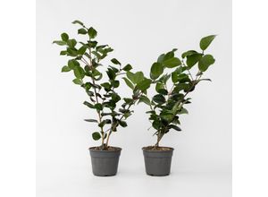 6097246161156 - Plant in a Box - Japanische Rose - 2 Stk - Camellia japonica Lady Campbell - Höhe 50-60cm - Topf 15cm