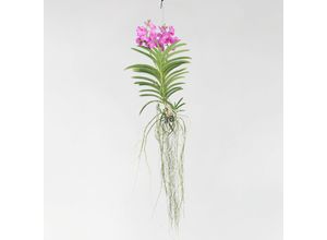 6097248166128 - Plant in a Box - Vanda-Orchidee - Vanda Pink - Höhe 45-55cm