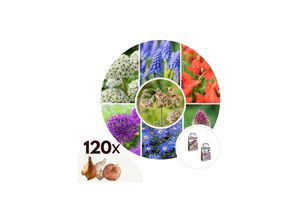 6097248526526 - Plant in a Box - Glückliche Biene und Schmetterling - 120 Stk - Allium Anem Muscari Tulipa 6097248526526 - Plant in a Box - Glückliche Biene und Schmetterling - 120 Stk - Allium Anem Muscari Tulipa