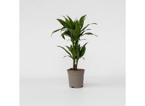 6097253922924 - Plant in a Box - Drachenbaum - Dracaena deremensis Janet Craig - Höhe 60-70cm - Topf 17cm