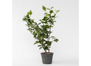 6097254041020 - Plant in a Box - Japanische Rose - Camellia japonica Lady Campbell - Höhe 50-60cm - Topf 15cm