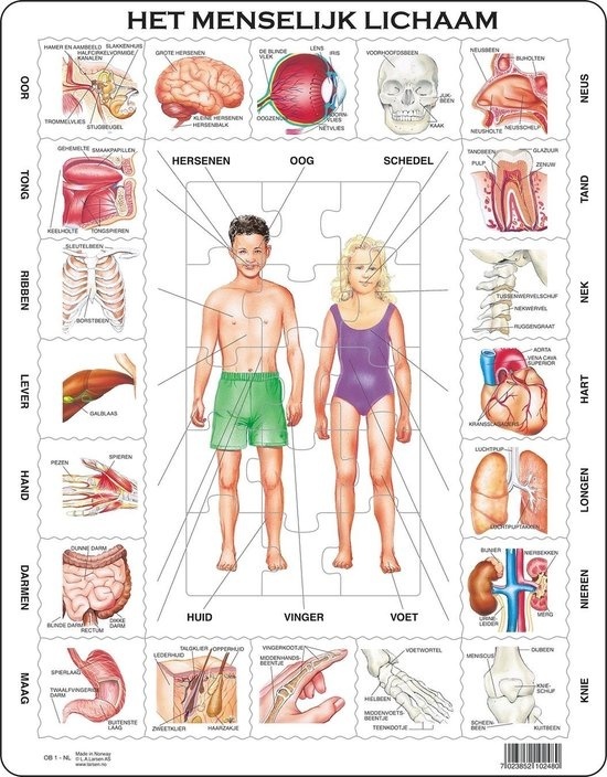 7023852102480 - Larsen Jigsaw Puzzle Maxi Human Body Junior - Karton - 35 Teile