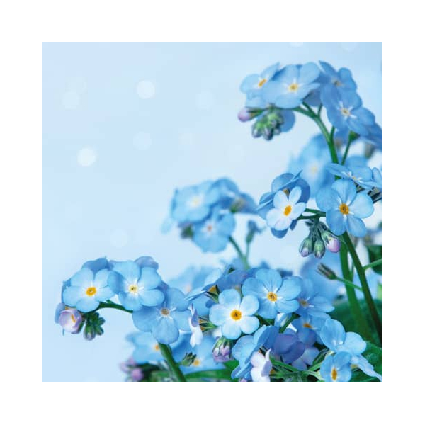 7321012061401 - Motivserviette 33x33cm 3-lagig 7321012061401 PAPER+DESIGN 7321012061401 - Motivserviette 33x33cm 3-lagig 7321012061401 PAPER+DESIGN