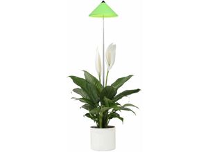 7350067690328 - SUNLiTE 7W LED Vollspektrum Pflanzenlampe Grün Indoor Plants Pflanzen Beleuchtung mit ausziehbarem Teleskopstab Parus Pflanzenlampe für kleine und mittelgroße Zimmerpflanzen