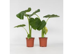 7428470001380 - Plant in a Box - Alokasie - 2 Stk - Alocasia Macrorrhizos - Höhe 60-70cm - Topf 17cm