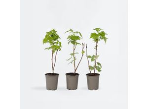 7428470121927 - Plant in a Box - Himbeerpflanzen - 3 Stk - Rubus idaeus Fallgold - Höhe 25-40cm - Topf 9cm