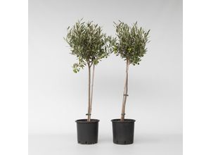 7428470164405 - Plant in a Box - Olivenbaum - 2 Stk - Olea europaea - Höhe 80-90cm - Topf 19cm