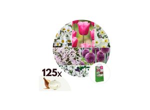 7428470289900 - Plant in a Box - Blumenzwiebelmischung - 125 Stk - Allium Narcissus Muscari Tulipa - Lila