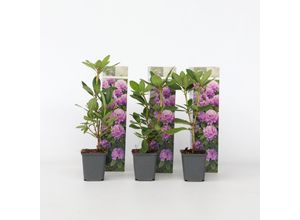 7428470297080 - Plant in a Box - Limette - 3 Stk - Citrus aurantifolia - Höhe 25-40cm - Topf 9cm