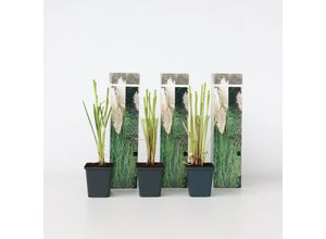 7428470298568 - Plant in a Box - Pampasgräser - 6 Stk - Cortaderia selloana - Höhe 25-40cm - Topf 9cm