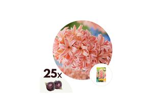 7428470344043 - Plant in a Box - Hyazinthenzwiebeln - 25 Stk - Hyacinthus Gipsy Queen - Blumenzwiebeln - Orange