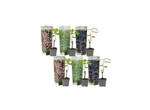 7428470368377 - Plant in a Box - Traubenpflanze - 6 Stk - Vitis vinifera - Höhe 25-40cm - Topf 9cm