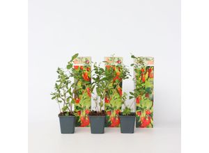 7428470374385 - Plant in a Box - Goji Pflanzen - 6 Stk - Lycium barbarum - Höhe 25-40cm - Topf 9cm