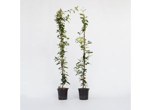 7428470401326 - Plant in a Box - Sternjasmin - 2 Stk - Trachelospermum jasminoides - Höhe 110-120cm - Topf 17cm