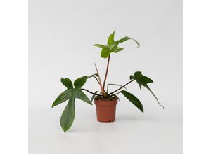 7428470435703 - Plant in a Box - Baumfreund - Philodendron Florida Green - Höhe 20-30cm - Topf 12cm