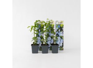 7428470568593 - Plant in a Box - Blauer Bleiwurz - 6 Stk - Plumbago auriculata - Höhe 25-40cm - Topf 9cm