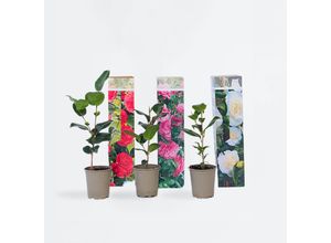 7428470627832 - Plant in a Box - Japanische Rose - 6 Stk - Camellia japonica - Höhe 25-40cm - Topf 9cm