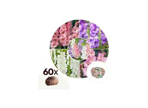 7428470635233 - Plant in a Box - Gladiolen - 60 Stk - Gladiolus Pastel Mix - Blumenzwiebeln - Mehrfarbig 7428470635233 - Plant in a Box - Gladiolen - 60 Stk - Gladiolus Pastel Mix - Blumenzwiebeln - Mehrfarbig