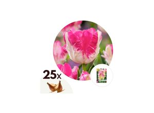 7428470662857 - Plant in a Box - Tulpenzwiebeln - 25 Stk - Tulipa Cabanna - Blumenzwiebeln - Rosa