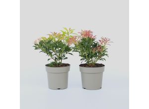 7428470672665 - Plant in a Box - Schattenglöckchen - 4 Stk - Pieris Forest Flame - Höhe 25-40cm - Topf 17cm