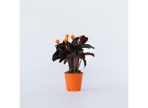 7428470749916 - Plant in a Box - Korbmarante - Calathea crocata Tassmania - Höhe 40-50cm - Topf 14cm