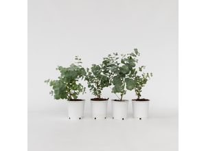 7428470780544 - Plant in a Box - Eukalyptus - 4 Stk - Eucalyptus Pulverulenta - Höhe 25-40cm - Topf 12cm