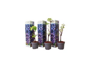 7428470885140 - Plant in a Box - Traubenpflanze - 3 Stk - Vitis vinifera Cabernet franc - Höhe 25-40cm - Topf 9cm