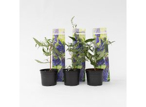 7428470924092 - Plant in a Box - Schmetterlingsfliedern - 3 Stk - Buddleja Nanho Blue - Höhe 25-40cm - Topf 9cm