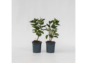 7428470941983 - Plant in a Box - Flieder - 2er Set - Syringa vulgaris Mme Lemoine - Höhe 25-40cm - Topf 17cm