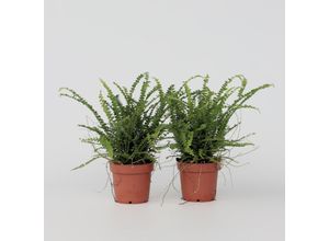 7428470984447 - Plant in a Box - Knopf-Farn - 2 Stk - Nephrolepis Duffii - Höhe 25-40cm - Topf 12cm