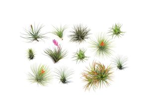 7428471002720 - Plant in a Box - Tillandsien Luftpflanzen - 12 Stk - Tillandsia - Höhe 5-15cm - Topf 5cm